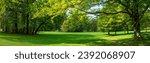 A shady spot under deciduous trees in the English Garden in Munich with a meadow clearing and the overhanging branches of a deciduous tree