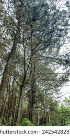 shady and towering pine trees