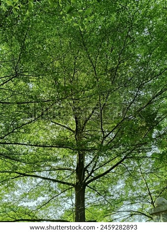 Similar – Foto Bild grün. Umwelt Natur Herbst