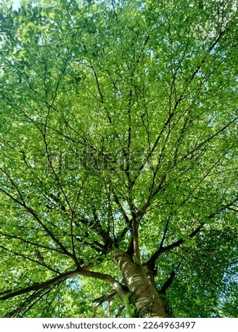 Similar – Foto Bild grün. Umwelt Natur Herbst