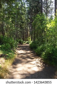 A Shady Wooded Hiking Trail In The Inland Northwest. 