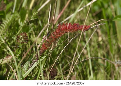 Shaft Of Creeping Red Fescue Grass