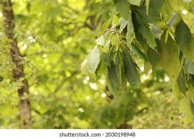 Shag Bark Hickory Tree Leaves