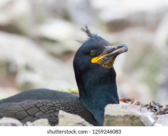 Shag ( Phalacrocorax aristotelis ) on a nest
