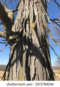 Shagbark Hickory Tree Closeup 