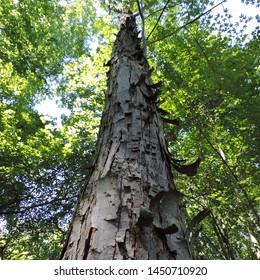 Shagbark Hickory Tree View From Below