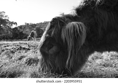 Shaggy Angus Cow Eating Grass. Shot In Black And White