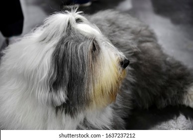 1000 Bearded Dog Stock Images Photos Vectors Shutterstock