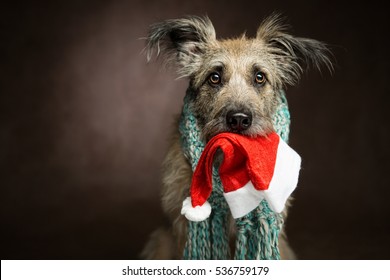 shaggy beautiful and funny dog wearing a scarf sitting and looking at the camera, in the mouth of his christmas cap