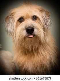 A Shaggy Beige Long Haired Dog Mutt, Looks Like The Famous Dog In 