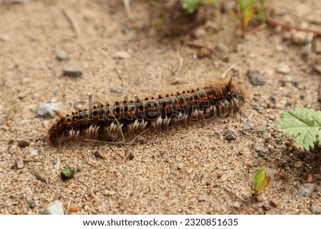 A shaggy black caterpillar with an orange stripe in close-up on yellow sand. Macro photography of insects. The caterpillar of the butterfly 