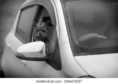 Shaggy Car Lady Driving Car Stock Photo 1966676257 | Shutterstock