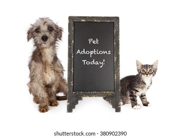 Shaggy And Dirty Rescue Puppy Dog And Scared Kitten Sitting Next To Pet Adoption Sign