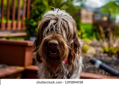 Shaggy dog. She is a 2.5 year old wirehaired pointing griffon - Shutterstock ID 1395894938