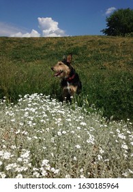 Shaggy Dog Sniffing Flowers In A Field 