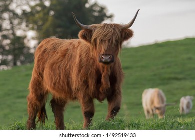 Shaggy Highland Cow On Hillside Highland Stock Photo (Edit Now) 1492519433