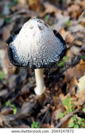 Shaggy Ink Cap (Coprinus Comatus) fungii among the dry autumn leaves in the forest