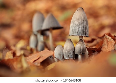  The Shaggy Ink Cap, Lawyer's Wig, Or Shaggy Mane -fungus