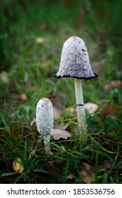 Shaggy Ink Cap, Lawyer's Wig, Or Shaggy Mane