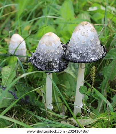 shaggy ink cap, shaggy mane, lawyer's wig, Coprinus comatus, mushrooms on the meadow background
