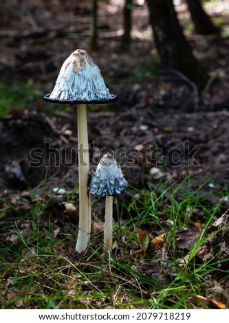 Shaggy Inkcap, Coprinus comatus, edible funghi during autumn in forest in the netherlands
