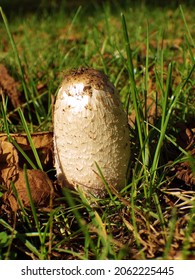 Shaggy Inkcap Or Lawyer's Wig Mushroom