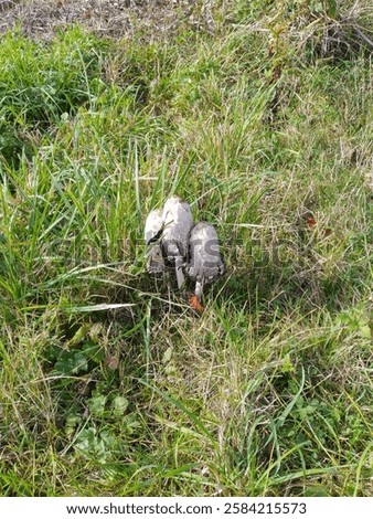 Shaggy Mane Coprinus comatus mushroom fungi growing in a grassy field in England long grass fungii