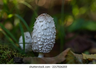 Shaggy Mane mushroom Coprinus comatus in the middle of grass and fallen leaves close-up - Powered by Shutterstock