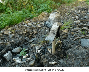 Shaggy Mane mushroom Coprinus comatus in the middle of grass and fallen leaves close-up. Beautiful mushroom background  - Powered by Shutterstock