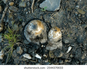 Shaggy Mane mushroom Coprinus comatus in the middle of grass and fallen leaves close-up. Beautiful mushroom background  - Powered by Shutterstock