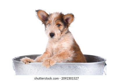 Shaggy Mix Breed Puppy In A Metal Tub Over White.