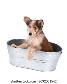 Shaggy Mix Breed Puppy In A Metal Tub Over White. 