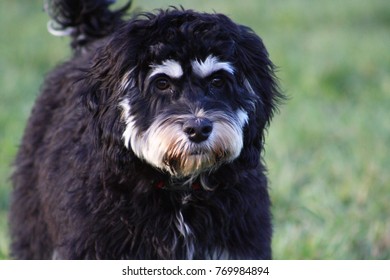 Shaggy mixed breed puppy