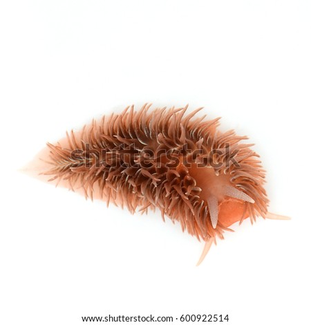 Shaggy Mouse Sea Slug Foto stock © 