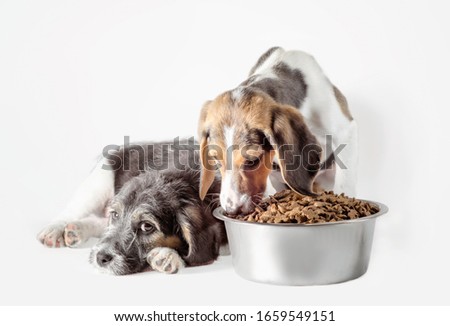 shaggy puppy mongrel with a metal bowl of dry food
