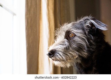 what causes separation anxiety in dogs