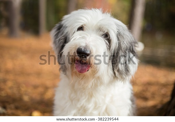Shaggy white Old English Sheepdog dog smiles while\
walking in the woods