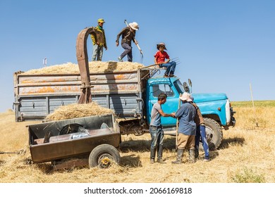 Shagmon, Khatlon Province, Tajikistan. August 12, 2021. Farm Workers Loading A Truck During Harvest.