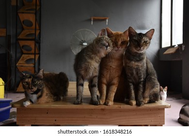 Cat S Shelter Hd Stock Images Shutterstock