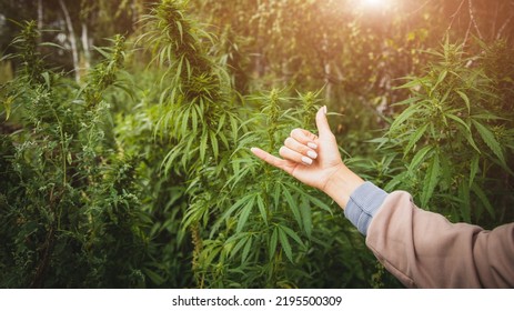 Shaka Hand Gesture On Cannabis Bushes Background