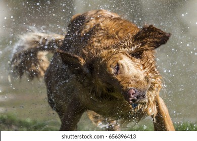 Shake It Off. Dog Enjoying Cooling Off In The Pools Of Melting Snow During The Summer Ski Season At Squaw Valley Resort In Nevada, Just Outside Lake Tahoe.