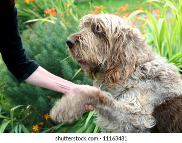 Shake On It, Spinone Italian Hunting Dog With Motion Blur To Paw