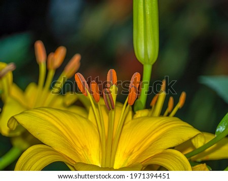 Similar – sunny summer Colour photo