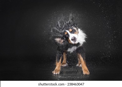 dog shaking