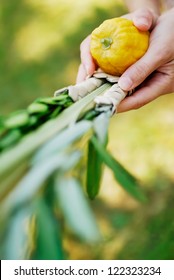 Shaking The Lulav