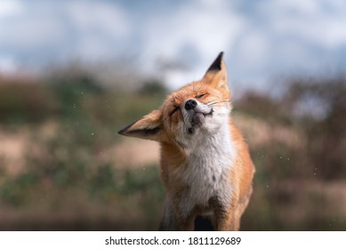 Shaking red Fox on soft background