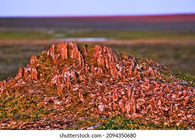 Shale stratification under the influence of water, frost and wind (erosion of rocky soil). Polar desert, high latitudes. Microscopic herbaceous vegetation