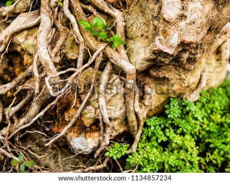 Shallow bonsai tree roots in rocky soil