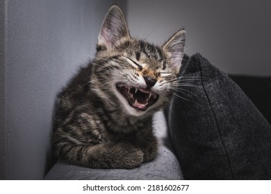 laughing cats