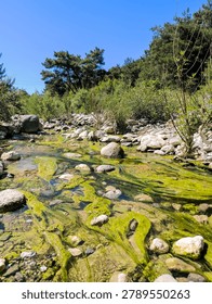 A shallow, clear stream meanders through a rocky bed, its surface adorned with flowing green algae, surrounded by dense foliage and trees under a bright blue sky